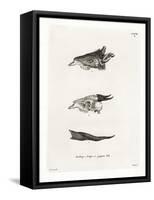 Bushbuck Horns-null-Framed Stretched Canvas