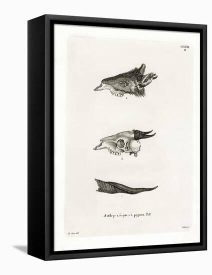 Bushbuck Horns-null-Framed Stretched Canvas