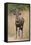 Bushbuck (Imbabala) (Tragelaphus Sylvaticus) Buck, Kruger National Park, South Africa, Africa-James Hager-Framed Stretched Canvas