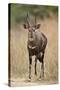 Bushbuck (Imbabala) (Tragelaphus Sylvaticus) Buck, Kruger National Park, South Africa, Africa-James Hager-Stretched Canvas