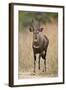 Bushbuck (Imbabala) (Tragelaphus Sylvaticus) Buck, Kruger National Park, South Africa, Africa-James Hager-Framed Photographic Print