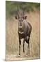 Bushbuck (Imbabala) (Tragelaphus Sylvaticus) Buck, Kruger National Park, South Africa, Africa-James Hager-Mounted Photographic Print