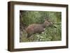 Bushbuck (Imbabala) (Tragelaphus Sylvaticus) Buck, Kruger National Park, South Africa, Africa-James Hager-Framed Photographic Print