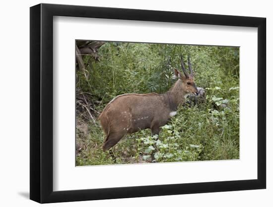 Bushbuck (Imbabala) (Tragelaphus Sylvaticus) Buck, Kruger National Park, South Africa, Africa-James Hager-Framed Photographic Print