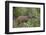 Bushbuck (Imbabala) (Tragelaphus Sylvaticus) Buck, Kruger National Park, South Africa, Africa-James Hager-Framed Photographic Print