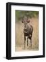 Bushbuck (Imbabala) (Tragelaphus Sylvaticus) Buck, Kruger National Park, South Africa, Africa-James Hager-Framed Photographic Print