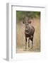 Bushbuck (Imbabala) (Tragelaphus Sylvaticus) Buck, Kruger National Park, South Africa, Africa-James Hager-Framed Photographic Print