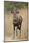 Bushbuck (Imbabala) (Tragelaphus Sylvaticus) Buck, Kruger National Park, South Africa, Africa-James Hager-Mounted Photographic Print