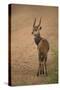 Bushbuck on Roadside-Joe McDonald-Stretched Canvas