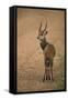 Bushbuck on Roadside-Joe McDonald-Framed Stretched Canvas