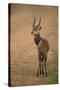 Bushbuck on Roadside-Joe McDonald-Stretched Canvas