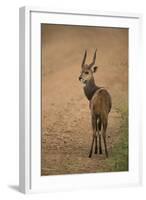 Bushbuck on Roadside-Joe McDonald-Framed Photographic Print