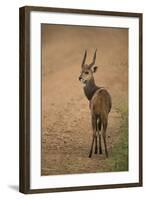 Bushbuck on Roadside-Joe McDonald-Framed Photographic Print