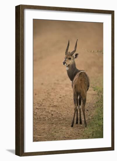 Bushbuck on Roadside-Joe McDonald-Framed Photographic Print