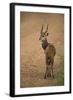 Bushbuck on Roadside-Joe McDonald-Framed Photographic Print