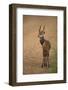 Bushbuck on Roadside-Joe McDonald-Framed Photographic Print