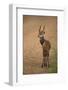 Bushbuck on Roadside-Joe McDonald-Framed Photographic Print