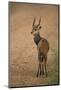 Bushbuck on Roadside-Joe McDonald-Mounted Photographic Print