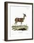 Bushbuck-null-Framed Giclee Print