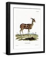 Bushbuck-null-Framed Giclee Print