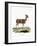 Bushbuck-null-Framed Giclee Print