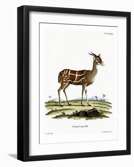 Bushbuck-null-Framed Giclee Print