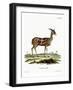 Bushbuck-null-Framed Giclee Print