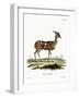 Bushbuck-null-Framed Giclee Print