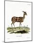 Bushbuck-null-Mounted Giclee Print