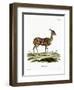 Bushbuck-null-Framed Premium Giclee Print