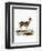 Bushbuck-null-Framed Premium Giclee Print