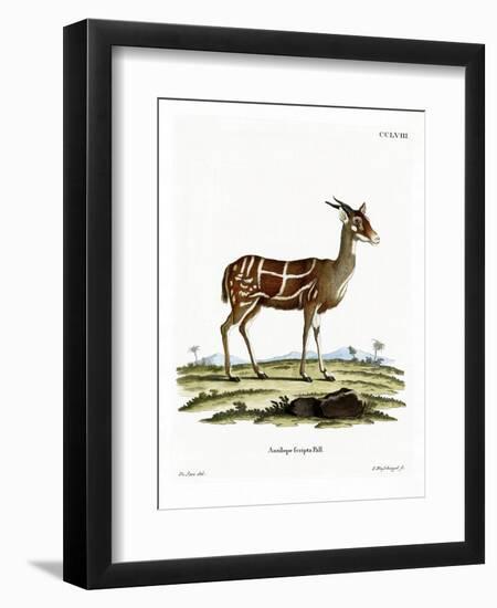 Bushbuck-null-Framed Premium Giclee Print