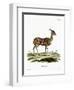 Bushbuck-null-Framed Premium Giclee Print