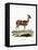 Bushbuck-null-Framed Stretched Canvas
