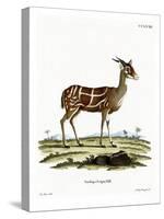 Bushbuck-null-Stretched Canvas