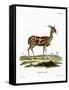 Bushbuck-null-Framed Stretched Canvas