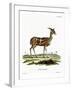 Bushbuck-null-Framed Giclee Print