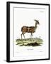 Bushbuck-null-Framed Giclee Print