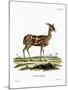 Bushbuck-null-Mounted Giclee Print