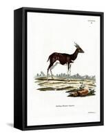 Bushbuck-null-Framed Stretched Canvas