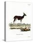 Bushbuck-null-Stretched Canvas