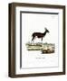 Bushbuck-null-Framed Premium Giclee Print