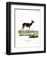 Bushbuck-null-Framed Premium Giclee Print