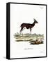 Bushbuck-null-Framed Stretched Canvas