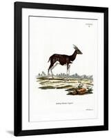 Bushbuck-null-Framed Giclee Print