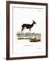 Bushbuck-null-Framed Giclee Print