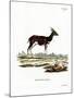 Bushbuck-null-Mounted Giclee Print