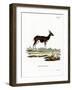 Bushbuck-null-Framed Giclee Print