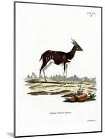 Bushbuck-null-Mounted Giclee Print