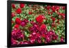 Bushel Of Roses Photo Print Poster-null-Framed Poster